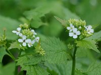 Alliaria petiolata 4, Look-zonder-look, Saxifraga-Willem van Kruijsbergen