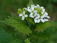 Alliaria petiolata 5, Look-zonder-look, Saxifraga-Jan van der Straaten