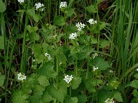Alliaria petiolata 6, Look-zonder-look, Saxifraga-Jan van der Straaten