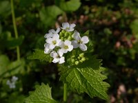 Alliaria petiolata 7, Look-zonder-look, Saxifraga-Peter Meininger