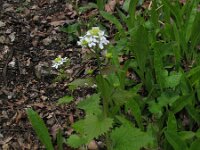 Alliaria petiolata 8, Look-zonder-look, Saxifraga-Jasenka Topic