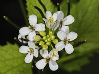 Alliaria petiolata 01 #47254 : Look-zonder-look, Alliaria petiolata