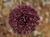 Allium ampeloprasum 3, Saxifraga-Harry Jans
