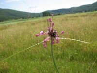 Allium carinatum, Keeled Garlic