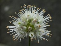 Allium ericetorum 3, Saxifraga-Willem van Kruijsbergen