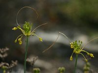 Allium flavum 1, Saxifraga-Dirk Hilbers