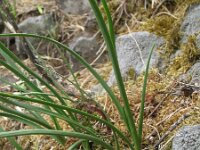 Allium montanum 4, Saxifraga-Rutger Barendse