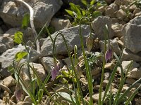Allium narcissiflorum 11, Saxifraga-Willem van Kruijsbergen