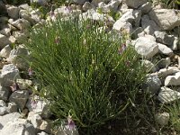 Allium narcissiflorum 12, Saxifraga-Willem van Kruijsbergen