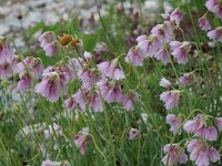 Allium narcissiflorum 2, Saxifraga-Jan van der Straaten