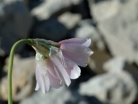 Allium narcissiflorum 3, Saxifraga-Jan van der Straaten