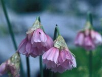 Allium narcissiflorum 6, Saxifraga-Jan van der Straaten