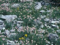 Allium narcissiflorum 7, Saxifraga-Jan van der Straaten