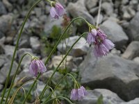 Allium narcissiflorum 8, Saxifraga-Willem van Kruijsbergen