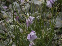 Allium narcissiflorum 9, Saxifraga-Willem van Kruijsbergen
