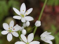 Allium neapolitanum