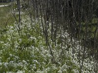 Allium neapolitanum 11, Italiaans look, Saxifraga-Willem van Kruijsbergen