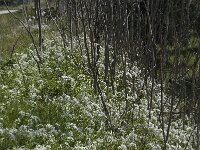 Allium neapolitanum 11, Saxifraga-Willem van Kruijsbergen