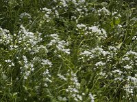 Allium neapolitanum 12, Italiaans look, Saxifraga-Jan van der Straaten