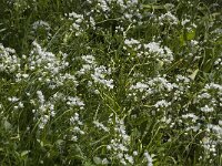 Allium neapolitanum 12, Saxifraga-Jan van der Straaten
