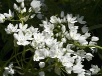 Allium neapolitanum 15, Italiaans look, Saxifraga-Jan van der Straaten