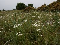Allium neapolitanum 17, Italiaans look, Saxifraga-Dirk Hilbers
