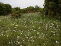 Allium neapolitanum 18, Italiaans look, Saxifraga-Dirk Hilbers