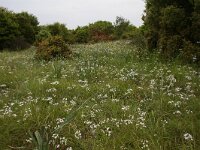 Allium neapolitanum 18, Saxifraga-Dirk Hilbers