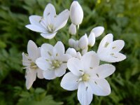 Allium neapolitanum 20, Saxifraga-Ed Stikvoort