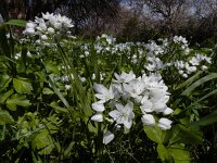 Allium neapolitanum 21, Saxifraga-Ed Stikvoort