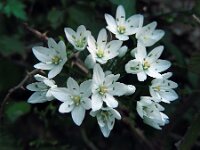 Allium neapolitanum 22, Italiaans look, Saxifraga-Ed Stikvoort
