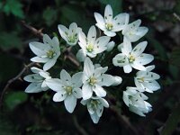 Allium neapolitanum 22, Saxifraga-Ed Stikvoort