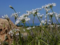 Allium neapolitanum 24, Italiaans look, Saxifraga-Ed Stikvoort