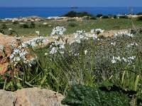 Allium neapolitanum 25, Saxifraga-Ed Stikvoort