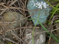 Allium neapolitanum 27, Italiaans look, Saxifraga-Ed Stikvoort