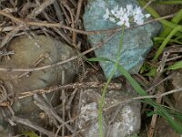 Allium neapolitanum 27, Saxifraga-Ed Stikvoort