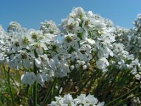 Allium neapolitanum 28, Italiaans look, Saxifraga-Ed Stikvoort