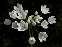 Allium neapolitanum 29, Italiaans look, Saxifraga-Willem van Kruijsbergen