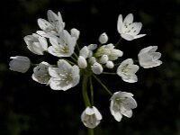 Allium neapolitanum 30, Italiaans look, Saxifraga-Willem van Kruijsbergen