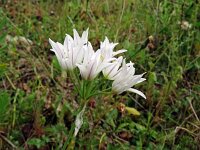Allium neapolitanum 30, Saxifraga-Hans Grotenhuis