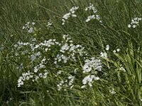 Allium neapolitanum 31, Italiaans look, Saxifraga-Willem van Kruijsbergen