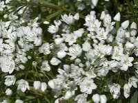 Allium neapolitanum 4, Italiaans look, Saxifraga-Jan van der Straaten