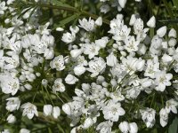 Allium neapolitanum 4, Saxifraga-Jan van der Straaten