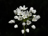 Allium neapolitanum 5, Italiaans look, Saxifraga-Jan van der Straaten