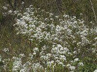 Allium neapolitanum 7, Saxifraga-Jan van der Straaten