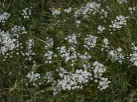 Allium neapolitanum 8, Italiaans look, Saxifraga-Willem van Kruijsbergen