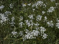Allium neapolitanum 8, Saxifraga-Willem van Kruijsbergen