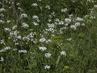 Allium neapolitanum 9, Saxifraga-Willem van Kruijsbergen