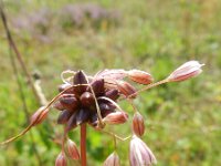 Allium oleraceum 10, Moeslook, Saxifraga-Rutger Barendse