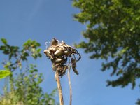 Allium oleraceum 13, Moeslook, Saxifraga-Rutger Barendse